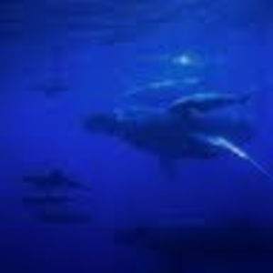 Meet your Posher, Dylan